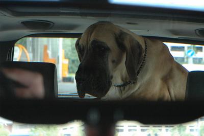 Bagaget rymmer iallafall våran minsta hund. Att få med båda kan bli trångt!